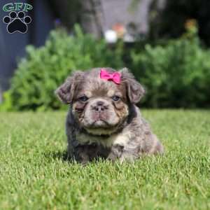 Laura, French Bulldog Puppy